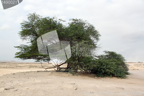 Image of Acacia and desert