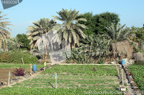 Image of Garden