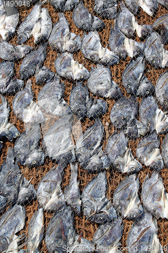 Image of Fish