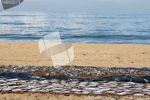 Image of Fish on the beach