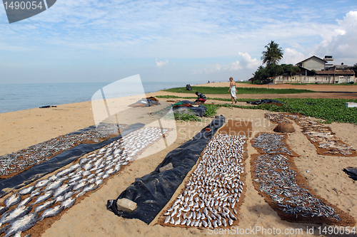 Image of Dry fish and beach