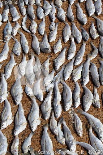 Image of Dry fish