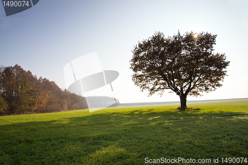 Image of Oak (autumn, a sunset)