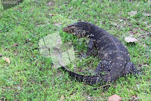 Image of Monitor lizard