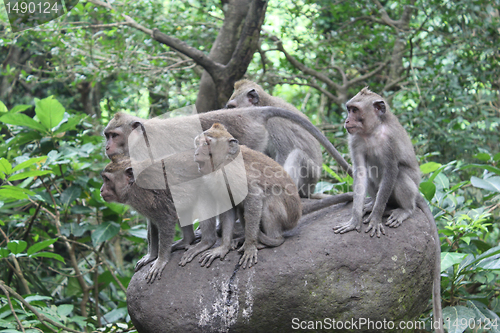 Image of Monkey forest in Ubud
