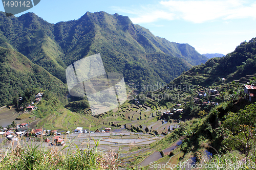 Image of Rice terrases