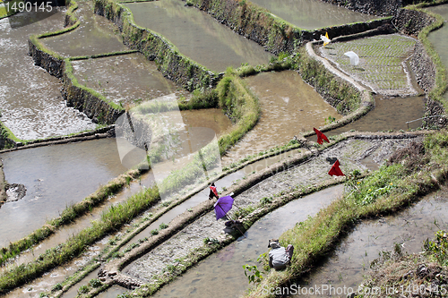 Image of Water and rice terrases