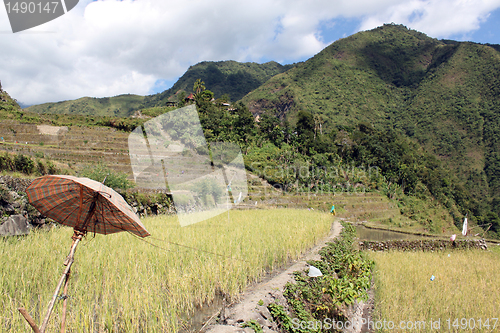 Image of Rice terrases