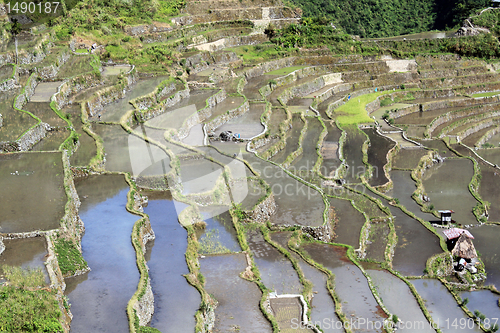 Image of Water and rice terrases