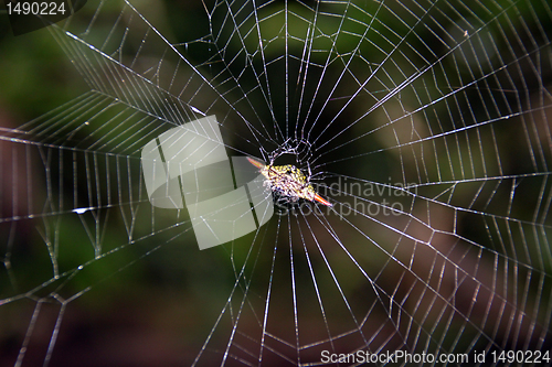 Image of Spider