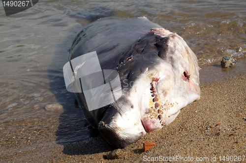 Image of Dead shark