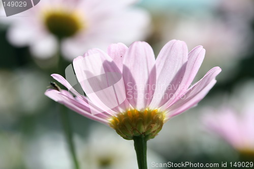 Image of Flowers