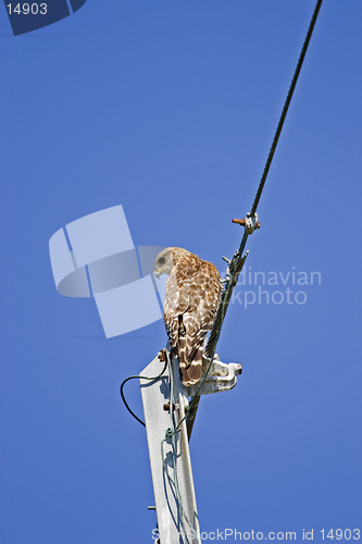 Image of Peregrine Falcon