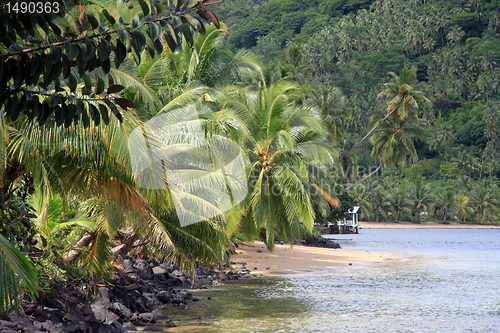 Image of Palm trees and forest