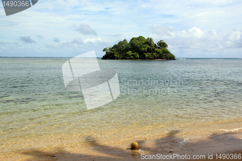 Image of Beach and coconut