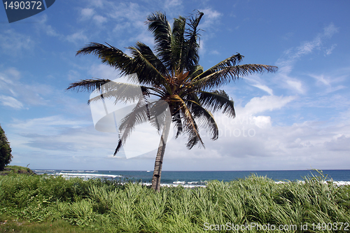 Image of Palm tree