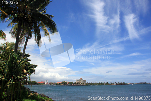 Image of Palm tree and Apia