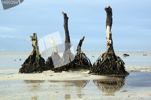 Image of Roots
