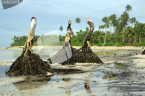 Image of Roots