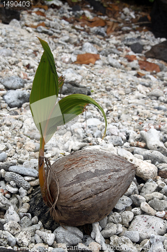 Image of Coconut