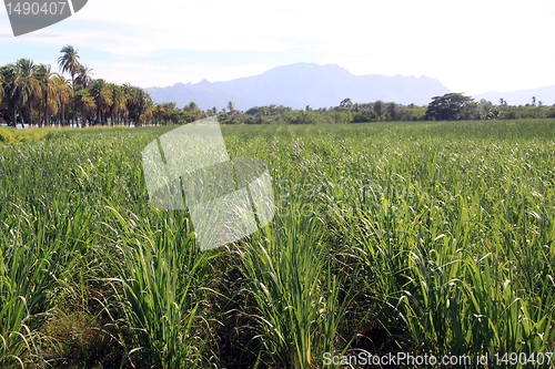 Image of Sugar cane plantation