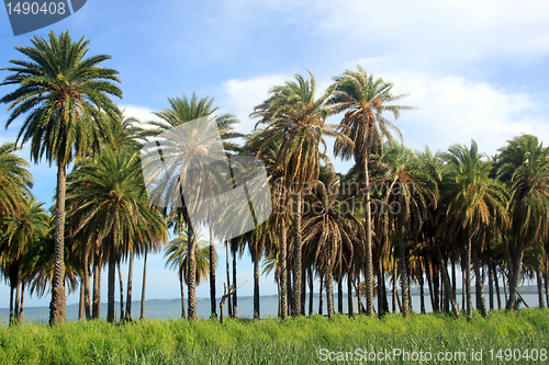 Image of Palm trees and sugar cane