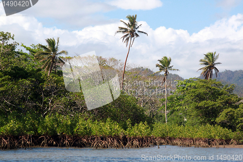 Image of Mangrove