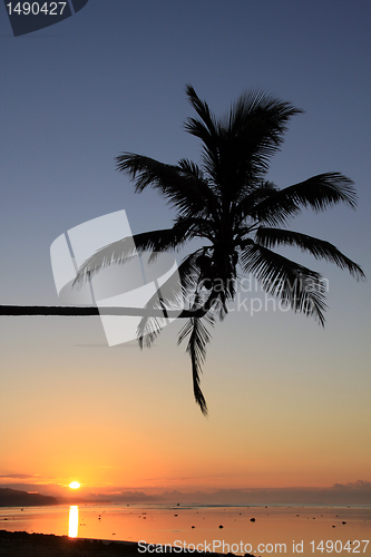 Image of Palm and sunset