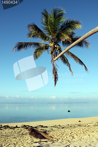 Image of Palm tree on the beach