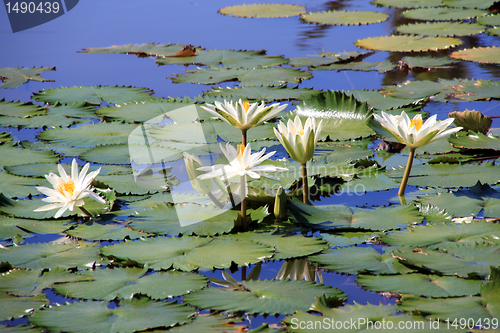 Image of White lotuses