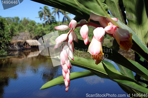 Image of Flower