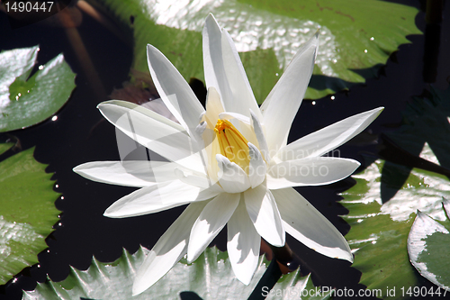 Image of White lotus