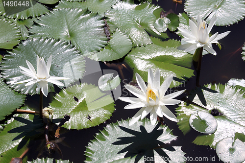 Image of White lotus