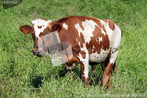 Image of Brown cow on the green grass