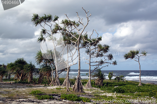 Image of Cloud, wind and palm trees
