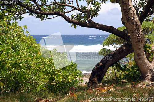 Image of Bush and tree on the beach