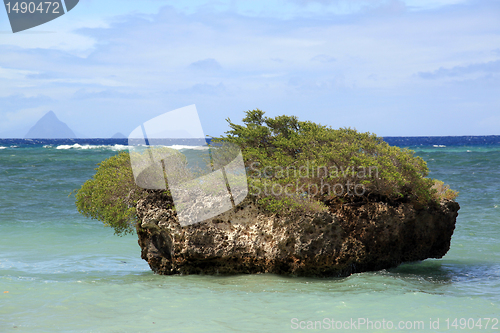 Image of Bush on the rock