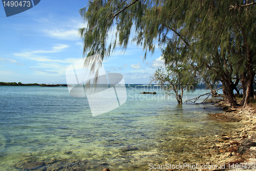 Image of Tree on the beach