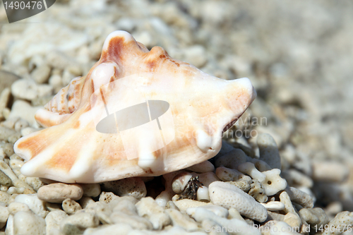 Image of Shell