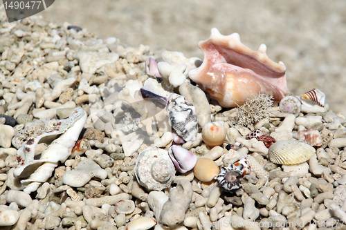 Image of Corals and shells