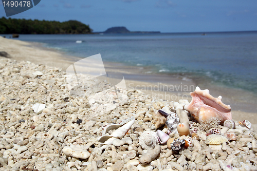 Image of Shells and corals on the beach