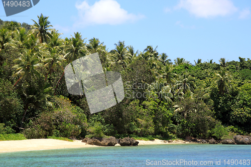 Image of Palm trees