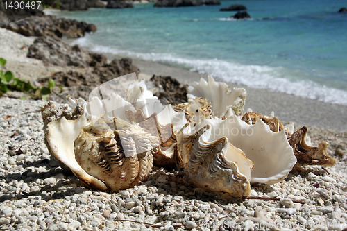 Image of Shells