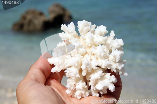 Image of White coral