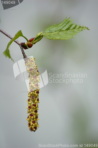 Image of New birch leaves