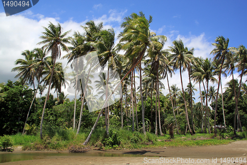 Image of Palm trees