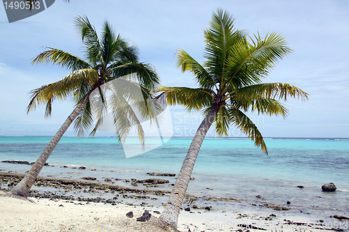 Image of Trees and withe sand beach