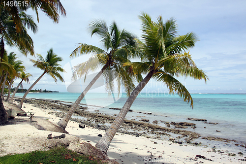 Image of Palm trees and beach