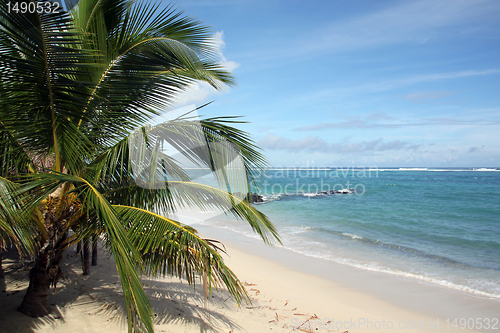 Image of Palm tree and beach