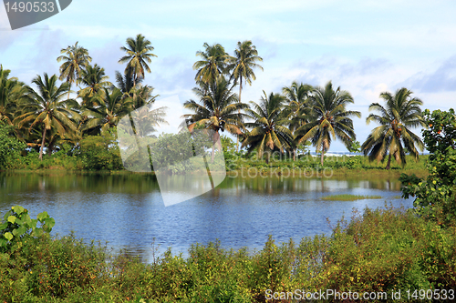 Image of Lake and palm trees